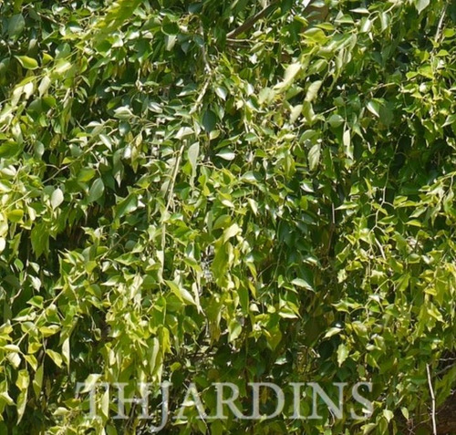 Jacarandá Indiano Árvore Dalbergia Sissoo Sementes P/ Mudas
