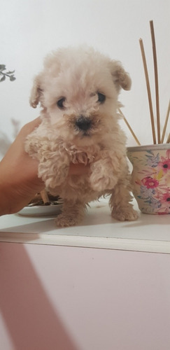 Caniche Mini