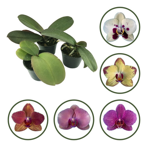 10 Mudas De Orquideas Phalaenopsis Pré Adultas Top Promoção