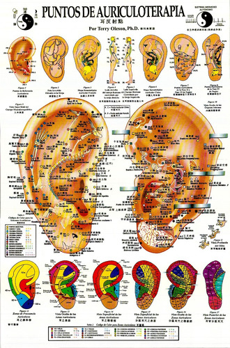 Puntos Auriculoterapia Afiche