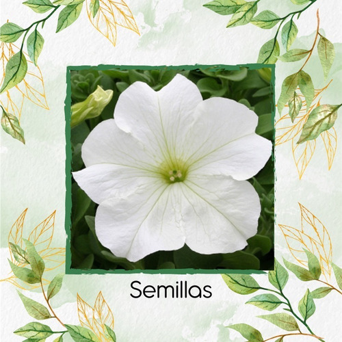 40 Semillas Flor Petunia Enana Blanca + Obs Germinación | MercadoLibre 40 Semillas Flor Petunia Enana Blanca + Obs Germinación | MercadoLibre