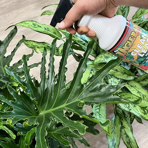 Jungle Rain Clean Leaf - Limpiador De Follaje Natural Con Ac