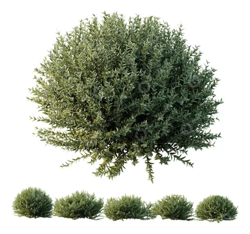 Westringia Fruticosa, Romerito, Romero Australiano Plantas