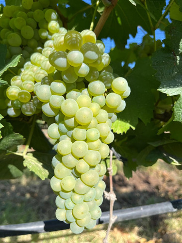 Venta De Finca Productiva En La Heras 31 Hs De Viñedos Y Riego Por Goteo