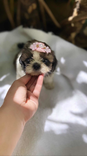 Lhasa Apso Mini Lindos Filhotes (sp Capital Não Enviamos)