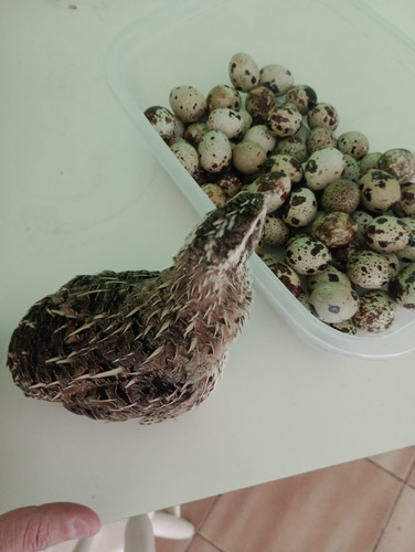Ovos De Codorna Galados (férteis) Gigante - 80 + 5 Ovos