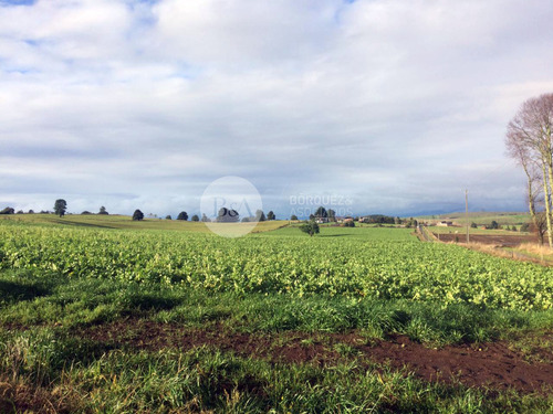 21071 - Los Laureles De Maullin En Linea Nueva