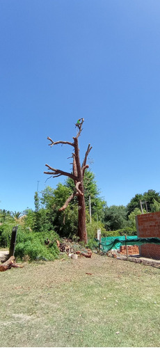 Imagen 6 de 10 de Poda De Arboles, Palmeras, Extracciones De Raiz