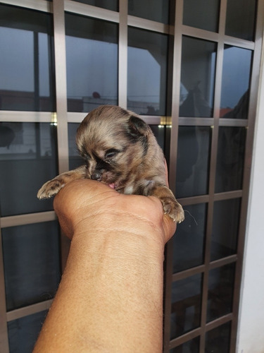 Chihuahua Exótico Merle Chihuahueño (Usado)