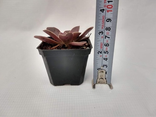 Imagen 6 de 10 de Echeverias 15 Pzas Diferentes Envio Dhl