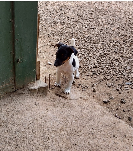 Jack Russell Terrier 