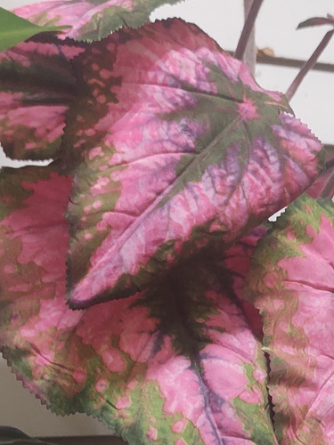 Planta Begonia Rex Artificial Con Base.