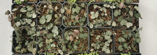 Imagen 1 de 3 de Ceropegia Woodii 30 Pzas Corazones En Un Hilo Dhl