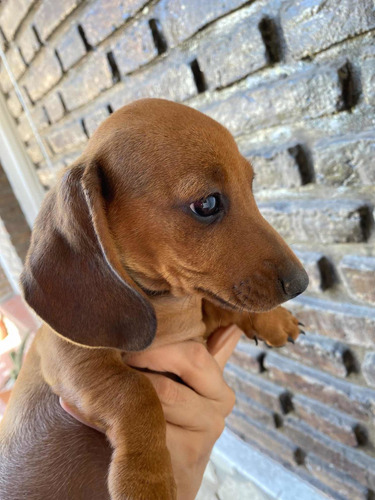 Imagen 2 de 2 de Mini Salchicha Cachorro Marrón Macho