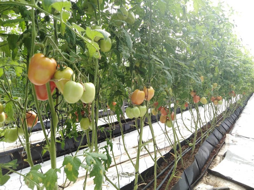 Imagen 12 de 20 de Finca En Carabobo Bejuma Aa