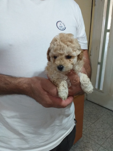 Imagen 10 de 10 de Caniche Micro Toy Hembrita Apricot Oscuro