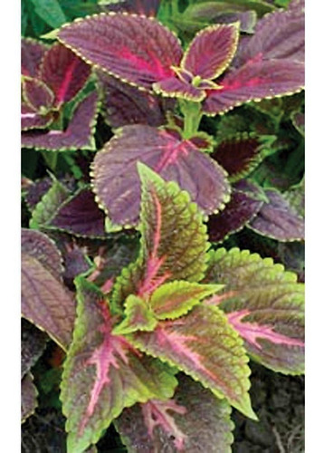 50 Semillas Mix De Coleos Colores Brillantes Coleus Bumei 