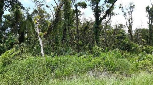 Imagem 6 de 7 de Chácara Litoral Sul Lado Serra 5080m²- Ref. 7728/dz