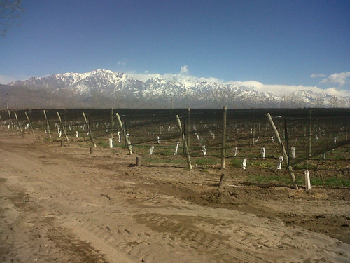 Imagen 5 de 8 de El Cepillo, 51 Has Uvas Finas