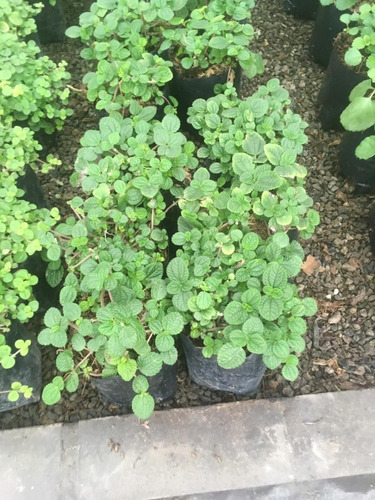 Planta Planta Que Se Llama Dolar
