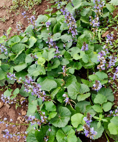 Quantum Flower Npk. 5-22-22 Especialfloración 5kg Agrinova