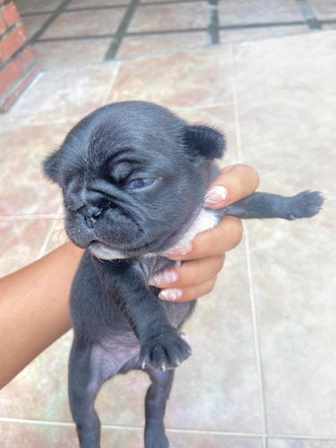 Pug Carlino Cachorro Negro