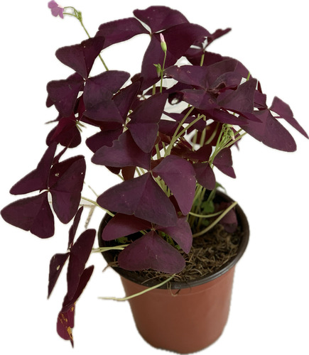 Bulbos Trébol Oxialis Triangularis Purpura