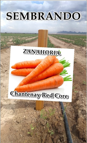 200 Semillas Zanahorias Apto Hidroponia/huerto