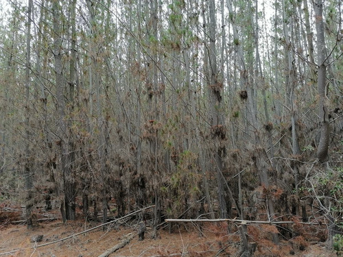 Parcela De Agrado, El Sauce, Terreno Plano Con Arboles