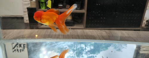 Pez Oranda Cabeza De Leon .2 Durazno Dorado