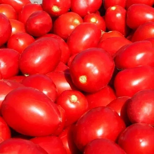comprar Semillas Organicas De Tomate Perita Río Grande 