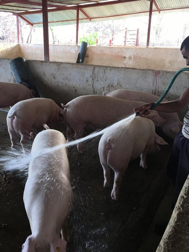 Imagen 3 de 3 de Rosmeli Vende Finca Productiva En Tinaco Estado Cojedes