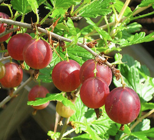 Imagen 6 de 10 de Plantas De Frutos - Arandano , Zarzamora , Grosella