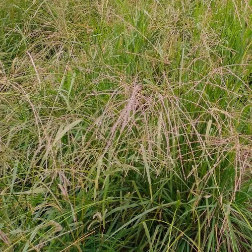 Semillas De Pasto Pangola Ganadera, 100 M2, 1 Kg