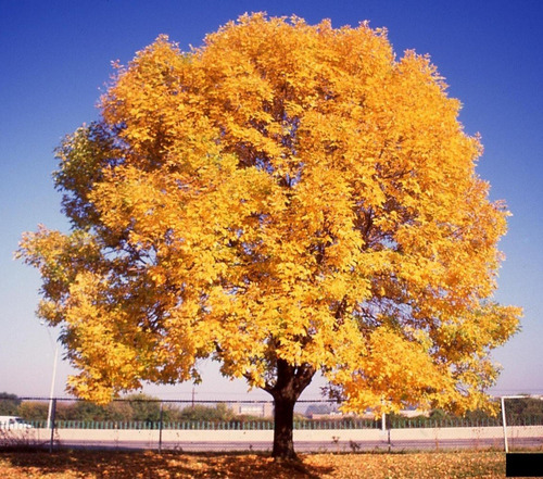 Semillas De Árbol Fresno Americano (f. Pennsylvanica) X250