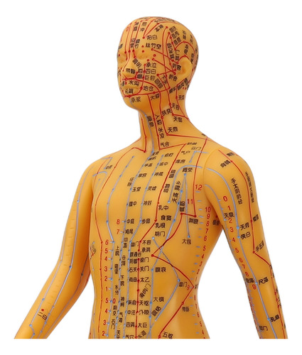 Maniquí Didáctico Modelo De Acupuntura Para Cuerpo Humano De