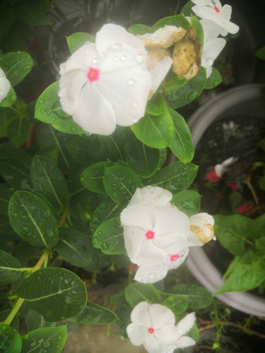 Vinca