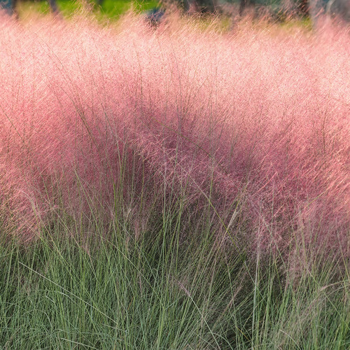 Mulhenbergia Capilaris 3lts Rosa Claro