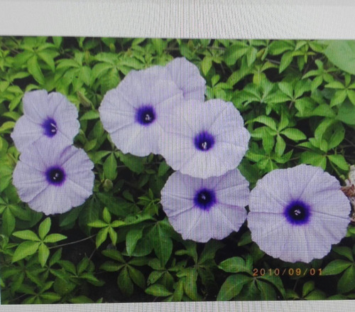 Ipomea Púrpura - Enredadera Trepadora Nativa (2 Plantas)