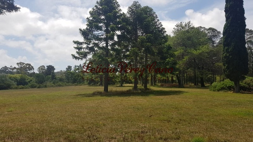 Venta De Chacra En Maldonado, Punta Ballena 5 Has - Ref: 19265