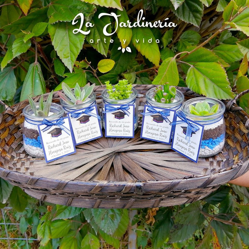 Imagen 6 de 10 de Recuerdos Souvenirs Plantas Vivas Terrarios