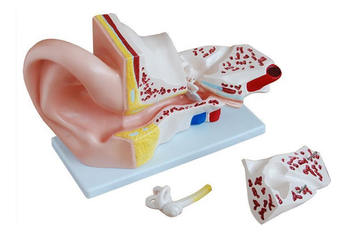 Modelo Orelha E Ouvido Humano Médio 2 Partes - Anatômico