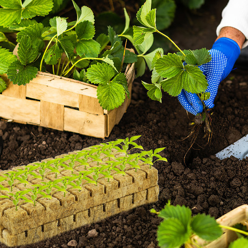 Sembradora De Semillas De Frutas Y Verduras, Tamaño Mediano,