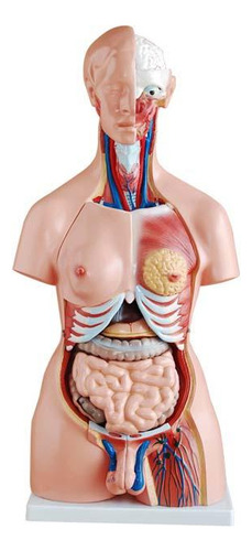 Torso De 85 Cm, Bissexual, Com Coluna Exposta, Em 24 Partes