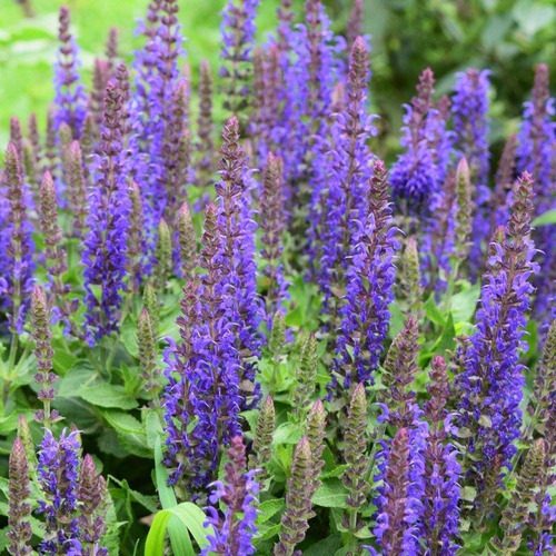 Salvia 100 Gr Erva Seca