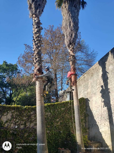 Imagen 5 de 5 de Poda De Arboles, Poda En Altura. Extracciones De Arboles.