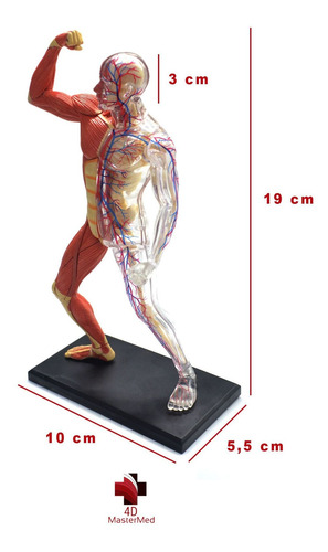 Anatomia Do Esqueleto + Esqueleto E Músculos - Kit 4d Master