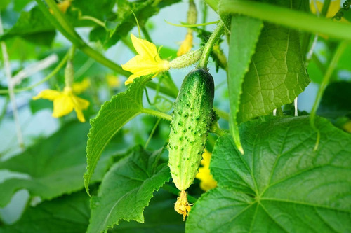 Semillas Pepinillo Pickling   Bella Huerta 