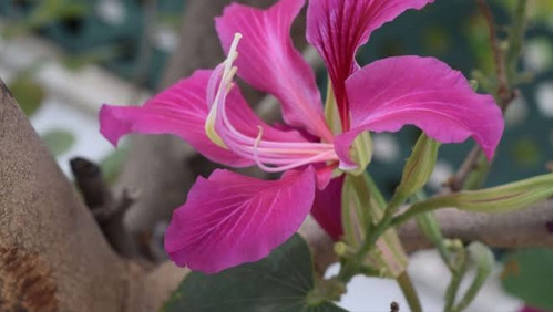 1 Arbolito De Orquidea De Arbol Enano Arbol De Las Orquideas