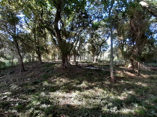 Vendo Pequeño Bosque Sobre El Río Corriente En La Ciudad De Esquina!!!!